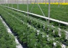 The Process for Obtaining a Cannabis Cultivation License in Rwanda: A Comprehensive Guide