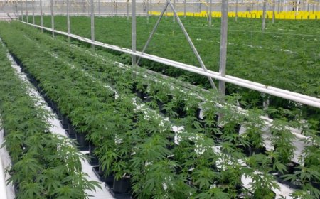 The Process for Obtaining a Cannabis Cultivation License in Rwanda: A Comprehensive Guide