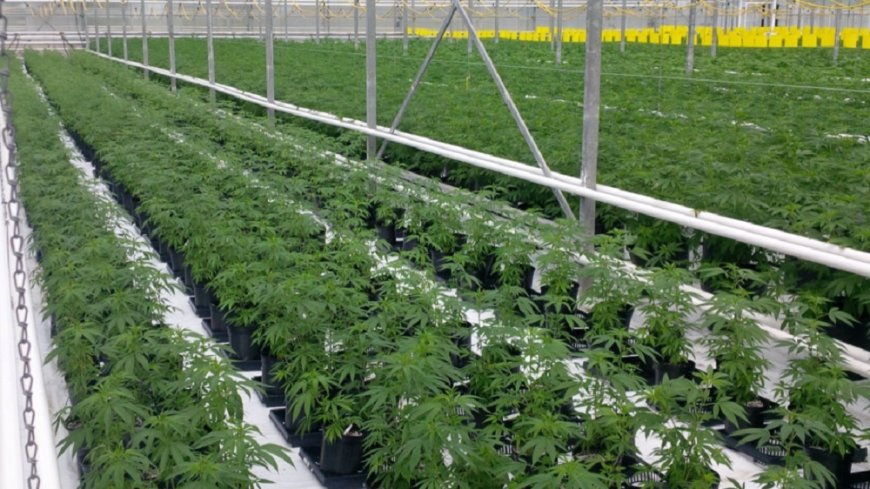 The Process for Obtaining a Cannabis Cultivation License in Rwanda: A Comprehensive Guide
