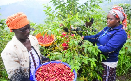 Green Gicumbi: Ikawa yongeye kubaha icyizere cy’Iterambere