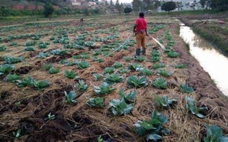 Nyagatare: Abagannye ubuhinzi bw'imboga n'imbuto barivuga imyato