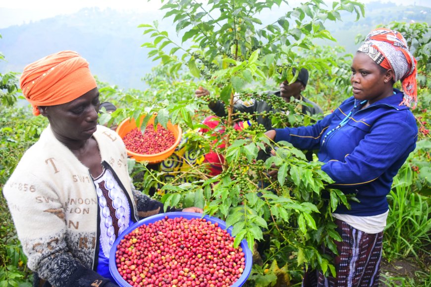 Green Gicumbi: Ikawa yongeye kubaha icyizere cy’Iterambere