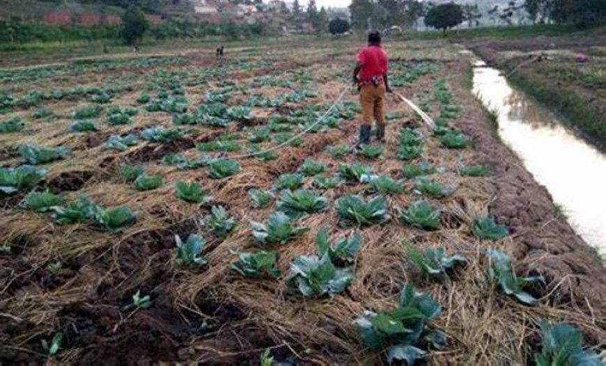 Nyagatare: Abagannye ubuhinzi bw'imboga n'imbuto barivuga imyato