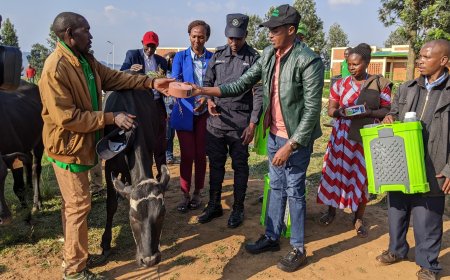 Gicumbi: Aborojwe Inka n’Akarere ku bufatanye na Green Gicumbi basabwe kuzifata neza