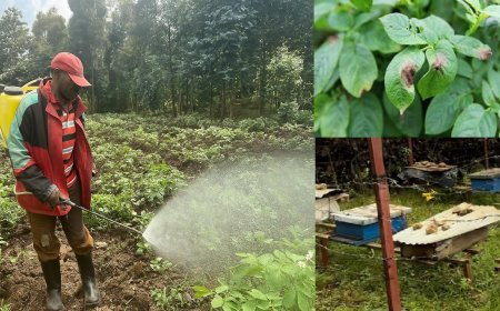 Agricultural Biotechnology a solution to Protect Pollinators and Build a Sustainable Future