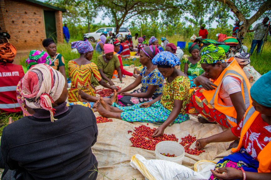 Kayonza:Kawa yabaye imbarutso y'iterambere ry'abayihinga